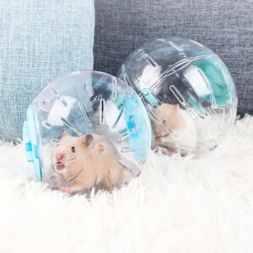 Small pet hamster exercise - pet,