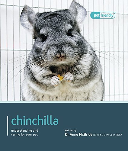 Chinchilla pet - chinchilla,