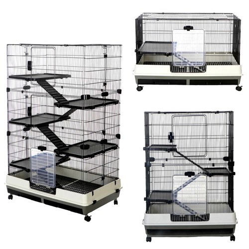 Rat ferret chinchilla animal - rat,