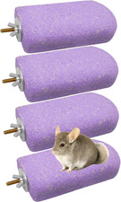 Chinchilla Lava Ledges Rat